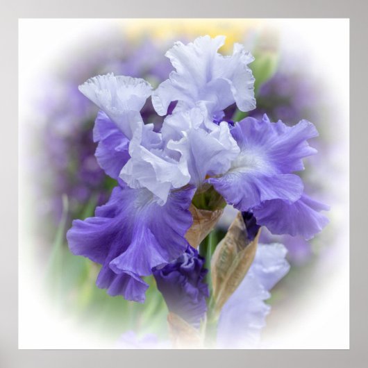 Regal Bearded Iris - Paars & wit Poster (Voorkant)