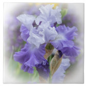 Regal Bearded Iris - Paars & wit Tegeltje (Voorkant)