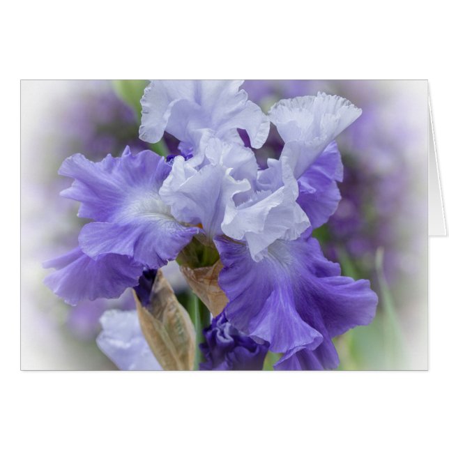 Regal Bearded Iris - Purple & White Blank (Devant horizontal)