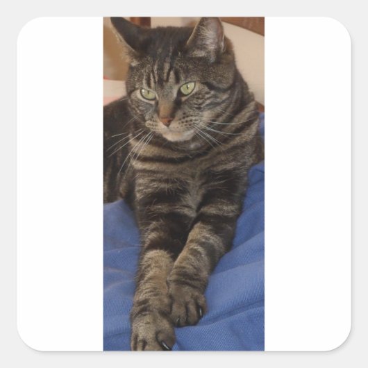 Regal Dave Glossy Square Stickers (Voorkant)