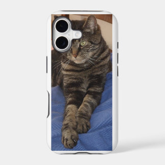 Regal Dave Hoesjes