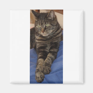 Regal Dave Square Magnet Magneet