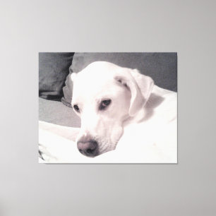 Regal Elegant Wit Puppy Hond Grijs Canvas Print