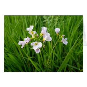 régal fleur sauvage