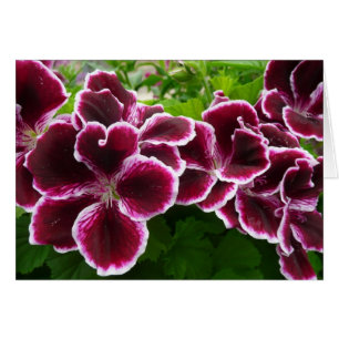 Regal Geranium Flowers Elegant Maroon Floral Lugga