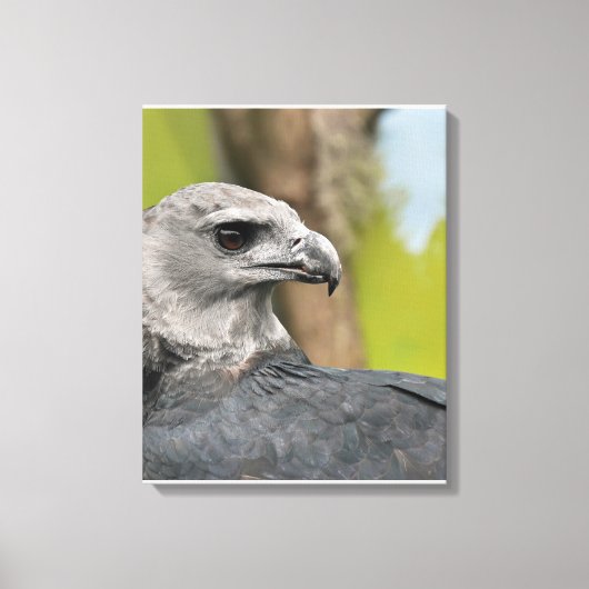 Regal Harpy Eagle Canvas Afdruk (Voorkant)