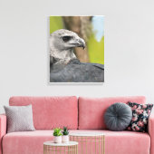 Regal Harpy Eagle Canvas Afdruk (Insitu (Woonkamer))