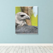 Regal Harpy Eagle Canvas Afdruk (Insitu (Houten vloer))