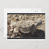 Regal Horned Lizard Briefkaart (Voorkant / Achterkant)