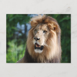 Regal Lion Briefkaart