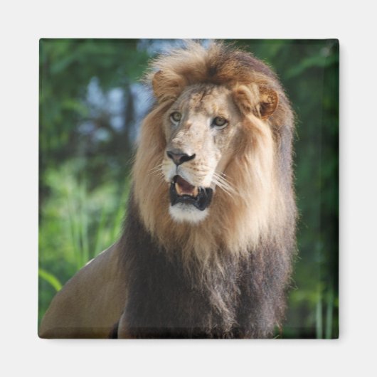 Regal Lion Magnet Magneet (Voorkant)