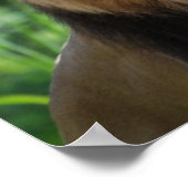 Regal Lion Poster (Hoek)