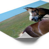 Regal Morgan Mare Print (Hoek)