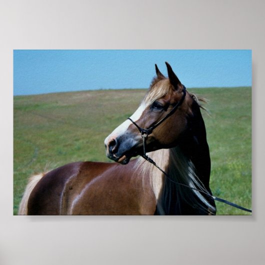 Regal Morgan Mare Print (Voorkant)