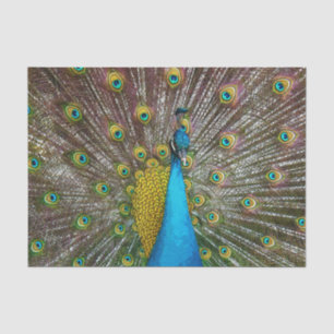 Regal Peacock Bird met Blauwgroen en Gold Plumage Tissuepapier