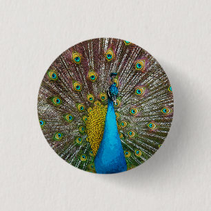 Regal Peacock met Blauwgroen en gouden staartveren Ronde Button 3,2 Cm