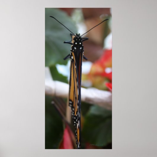 Regal Posed Monarch Poster (Voorkant)