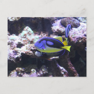 Regal Tang & Emperor Angelfish Briefkaart