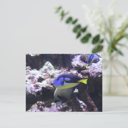 Regal Tang en keizer Angelfish # 2 Briefkaart (Staand voorkant)