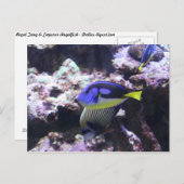 Regal Tang en keizer Angelfish # 2 Briefkaart (Voorkant / Achterkant)