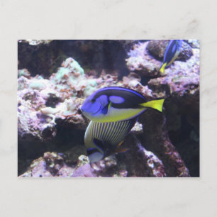 Regal Tang en keizer Angelfish # 2 Briefkaart