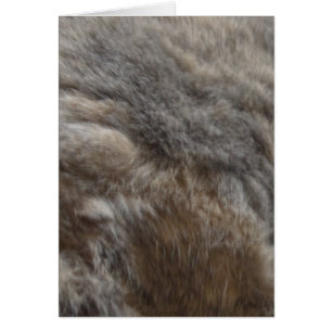 Regard de fourrure de chat de Faux