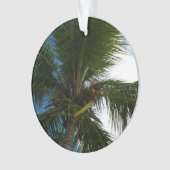 Regard sur le palmier à coco Nature tropicale (devant)