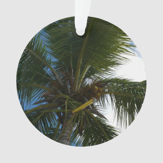 Regard sur le palmier à coco Nature tropicale (devant)