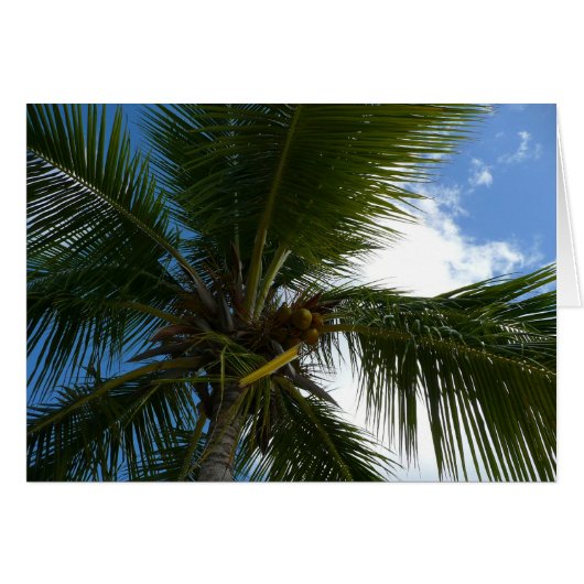 Regard sur le palmier à coco Nature tropicale (Devant horizontal)