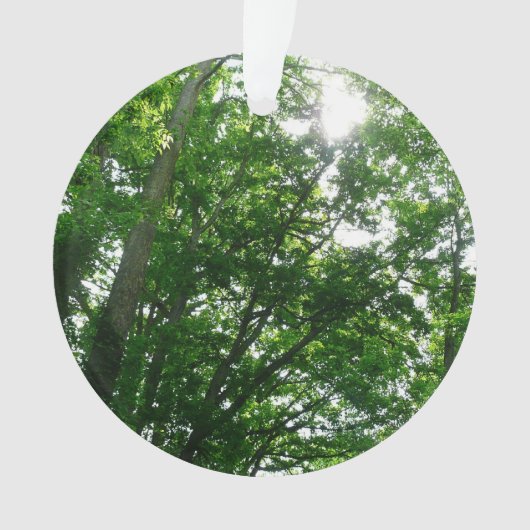 Regard sur les arbres d'été (devant)