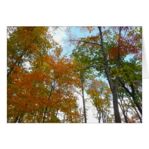 Regard sur les feuilles d'automne I Colorful Fall