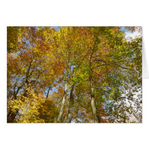 Regardant vers les feuilles d'automne III Feuillag