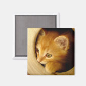 Regarde-A-Boo ! Kitten - Aimant (Recto/Verso)