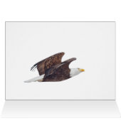 Regarde, Aigle Bald (Intérieur Horizontal (Haut))