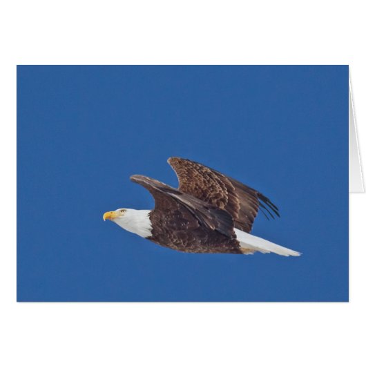 Regarde, Aigle Bald (Devant horizontal)