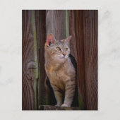regarder la carte postale du chat (Devant)