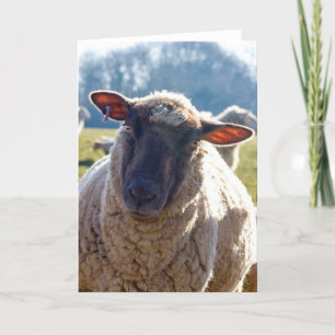 "Regardez carte de voeux de moutons dans mes yeux"