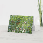 "Regardons dans l'arbre d'Apple" Carte de félicita (Devant)