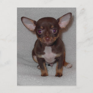 Regel 1 van Chihuahua Briefkaart