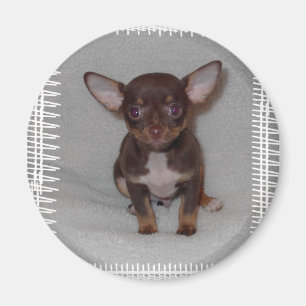 Regel 1 van Chihuahua Magneet