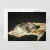 Regel voor wolkatten briefkaart (Voorkant / Achterkant)