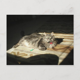 Regel voor wolkatten briefkaart