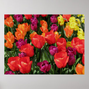Regelboog van de Tulpen Poster