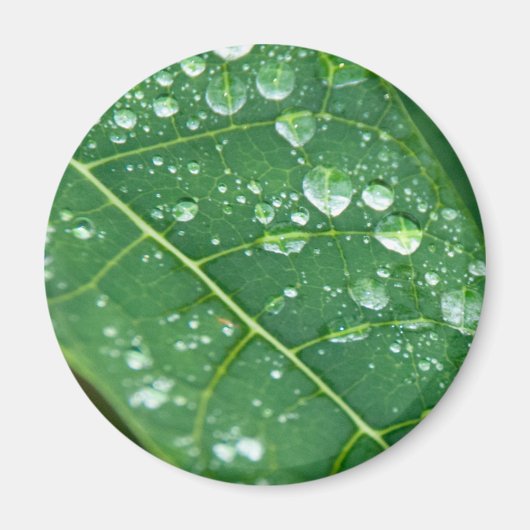 Regen daalt op Tropisch Papaya Leaf Magneet (Voorkant)