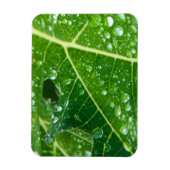 Regen druppels op groen Papaya Leaf Magneet (Verticaal)