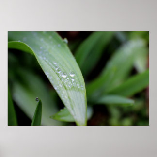 Regen gedekte grasblades poster