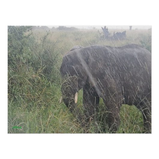 Regen naar beneden in Afrika Perfect Poster (Voorkant)