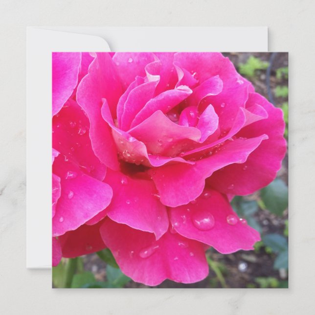 Regen op bladen (Voorkant)