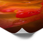 Regen valt op Roos 4 Poster (Hoek)