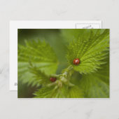 Regen van Ladybugs Briefkaart (Voorkant / Achterkant)